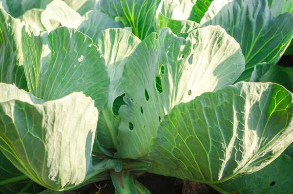 worm - pest of cabbage. disease of vegetables in the field. enemy farmer - caterpillar. farming, agriculture. close up