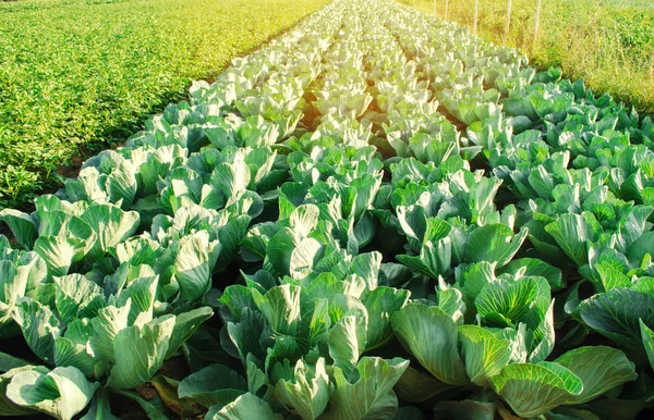 Auf Dem Feld Wachsen Kohlplantagen Frisches Biologisches Gemüse Landschaftsbau Ackerland — Stockfoto