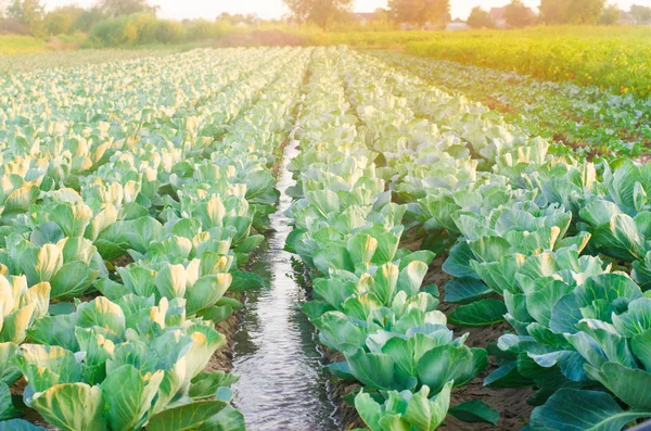 Natürliche Bewässerung Landwirtschaftlicher Nutzpflanzen Bewässerung Auf Dem Feld Wachsen Kohlplantagen — Stockfoto