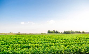 havuç tarlaları alanında büyümek. organik sebze. Peyzaj tarım.