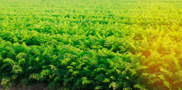 Plantations Carrots Grow Field Organic Vegetables Landscape Agriculture — Stock Photo, Image