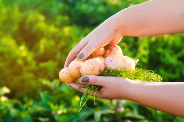 Petani Memegang Tangannya Kentang Kuning Muda Memanen Kentang Pekerjaan Musiman — Stok Foto