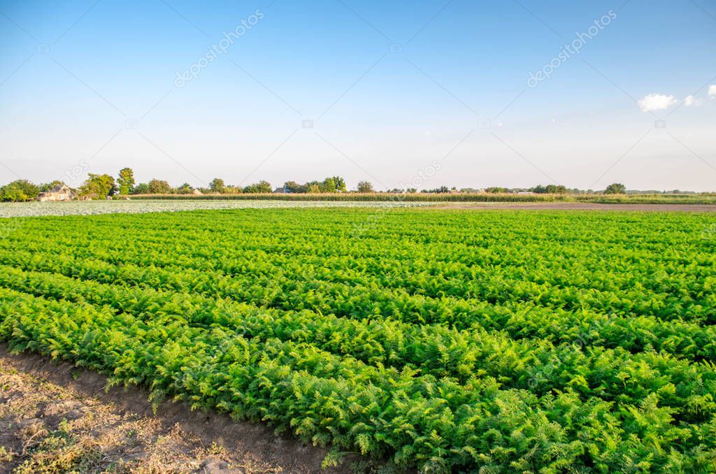 plantations of carrots grow in the field. organic vegetables. landscape agriculture.