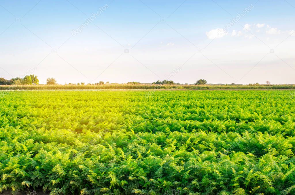plantations of carrots grow in the field. organic vegetables. landscape agriculture.