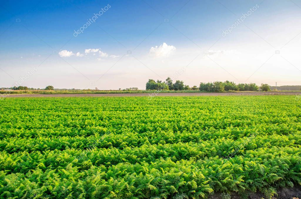 plantations of carrots grow in the field. organic vegetables. landscape agriculture.