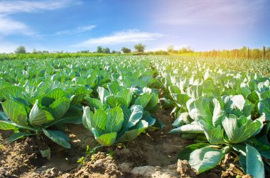 Lahana tarlaları tarlada yetişir. taze, organik sebzeler. Peyzaj tarımı. Çiftlik arazisi, tarım...