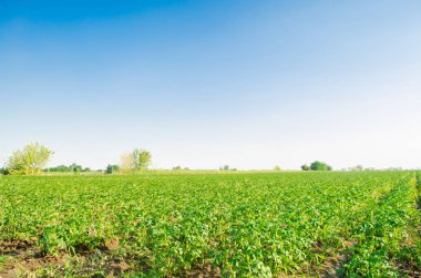 patates tarlaları alanında büyümek. sebze satırları. Tarım arazisi ile manzara. Tarım, tarım. seçici odak