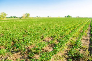 patates tarlaları alanında büyümek. sebze satırları. Tarım arazisi ile manzara. Tarım, tarım. seçici odak