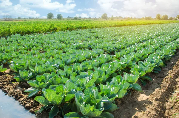 Auf Dem Feld Wachsen Kohlplantagen Frisches Biologisches Gemüse Landschaftsbau Ackerland — Stockfoto