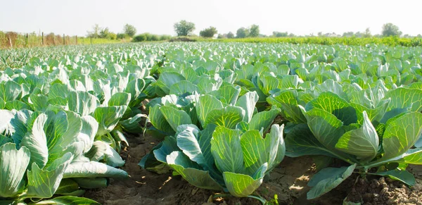 Auf Dem Feld Wachsen Kohlplantagen Frisches Biologisches Gemüse Landschaftsbau Ackerland — Stockfoto