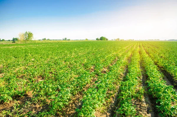 Aardappel Plantages Groeien Het Veld Plantaardige Rijen Landschap Met Landbouwgronden — Stockfoto