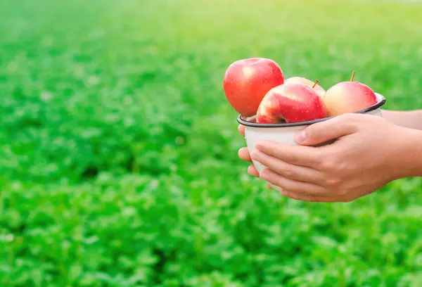 stock image the farmer is holding fresh apples gathered in the garden. autumn and summer harvest. a plate of vitamins