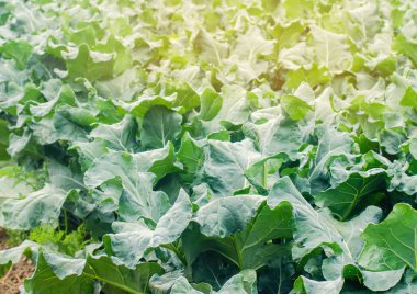 brokoli alanında büyüyor. taze organik sebze tarım tarım. tarım arazisi. yeşil yakın yaprakları