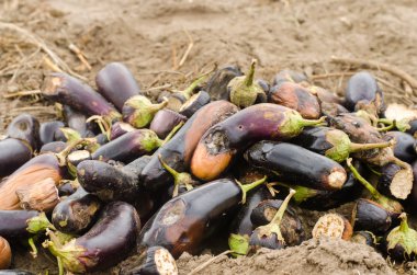çürümüş şımarık patlıcan sebze sahada yalan. Zavallı hasat kavramı. üretim atık, bitki hastalık. Tarım, tarım. agro-sanayii atık kullanımı. kompost. ürün başarısızlık