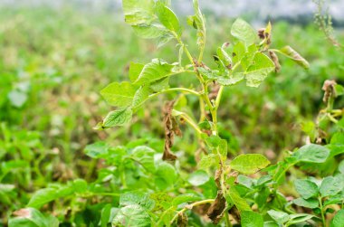 Leaves Of Potato With Diseases. Plant Of Potato Stricken Phytophthora (Phytophthora Infestans) In the field. Close Up. vegetables. farm agriculture. crop failure clipart