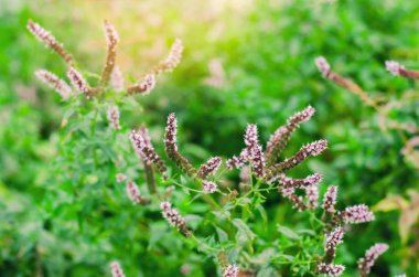 Bahçe içinde güzel nane bloom. doğal duvar kağıdı / arka plan. mor çiçekler. güzel kokulu bush. yakın çekim. macrophotography