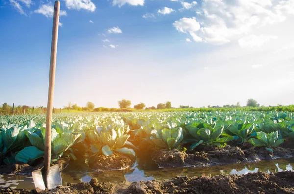 Riego Natural Cultivos Agrícolas Riego Plantaciones Col Crecen Campo Filas —  Fotos de Stock