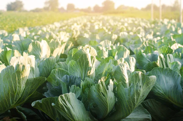 Auf Dem Feld Wachsen Kohlplantagen Frisches Biologisches Gemüse Landschaftsbau Ackerland — Stockfoto