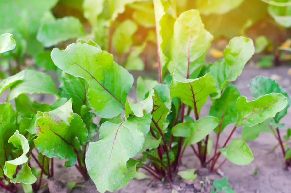 Beterraba Fresca Que Cresce Jardim Folhas Verdes Vegetais Úteis Vitaminas — Fotografia de Stock