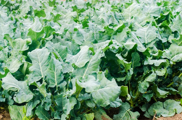 Brokkoli Wächst Auf Dem Feld Anbau Von Frischem Bio Gemüse — Stockfoto