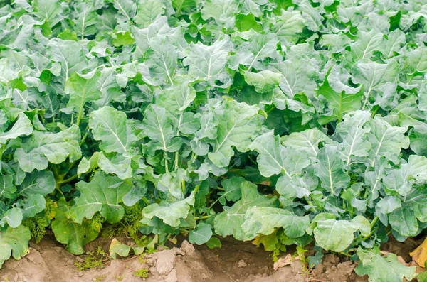 Brokkoli Wächst Auf Dem Feld Anbau Von Frischem Bio Gemüse — Stockfoto