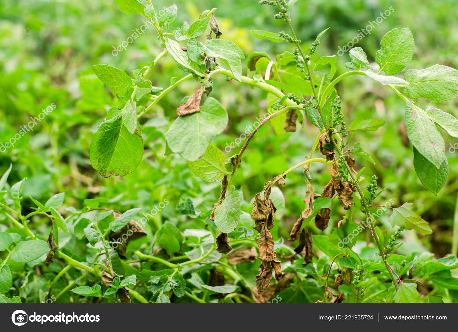 Leaves Potato Diseases Plant Potato Stricken Phytophthora Phytophthora Infestans Field Stock Photo Image By C Ilixe48 Leaves Potato Diseases Plant Potato Stricken Phytophthora Phytophthora Infestans Field Stock Photo Image By C Ilixe48