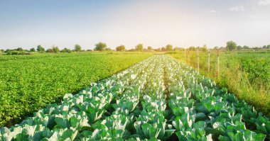 Lahana tarlaları tarlada yetişir. taze, organik sebzeler. Peyzaj tarımı. Çiftlik arazisi, tarım...