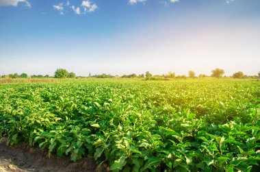 Patlıcan alanında büyümek. sebze satırları. Tarım, sebze, organik tarım ürünleri, tarım-sanayi. tarım arazileri. Patlıcan çiftlik