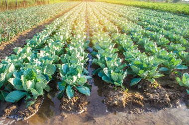 doğal tarım bitkileri, sulama sulama. lahana tarlaları alanında büyümek. sebze satırları. Tarım Tarım