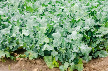 brokoli alanında büyüyor. taze organik sebze tarım tarım. tarım arazisi