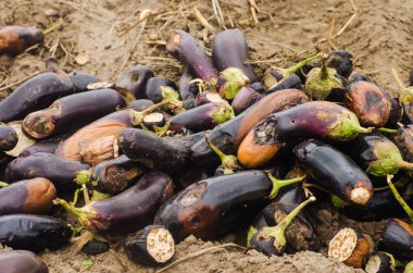 çürümüş şımarık patlıcan sebze sahada yalan. Zavallı hasat kavramı. üretim atık, bitki hastalık. Tarım, tarım. agro-sanayii atık kullanımı. kompost. seçici odak