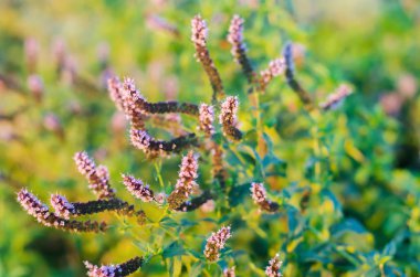 Bahçe içinde güzel nane bloom. doğal duvar kağıdı / arka plan. mor çiçekler. güzel kokulu bush. yakın çekim. macrophotography