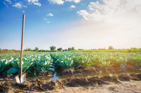 Irrigazione Naturale Delle Colture Agricole Irrigazione Piantagioni Cavolo Crescono Nel — Foto Stock