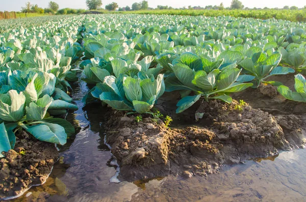 Natürliche Bewässerung Landwirtschaftlicher Nutzpflanzen Bewässerung Auf Dem Feld Wachsen Kohlplantagen — Stockfoto