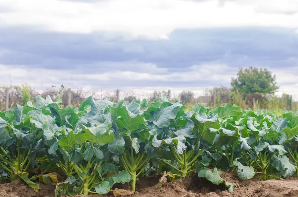 Brokkoli Wächst Auf Dem Feld Anbau Von Frischem Bio Gemüse — Stockfoto