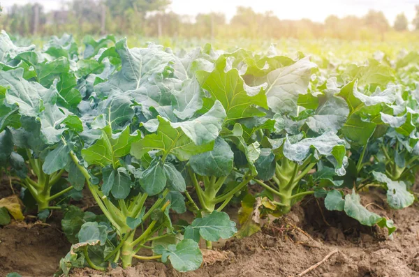 Brokkoli Wächst Auf Dem Feld Anbau Von Frischem Bio Gemüse — Stockfoto