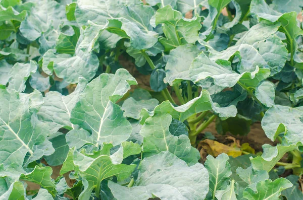 Brócolos Crescendo Campo Agricultura Legumes Orgânicos Frescos Terras Agrícolas Folhas — Fotografia de Stock