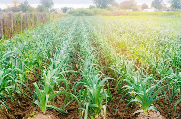 Prei Het Veld Groeien Landbouw Groenten Biologische Landbouwproducten Agro Industrie — Stockfoto