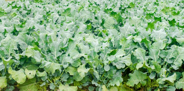 Brócolos Crescendo Campo Agricultura Legumes Orgânicos Frescos Terras Agrícolas — Fotografia de Stock