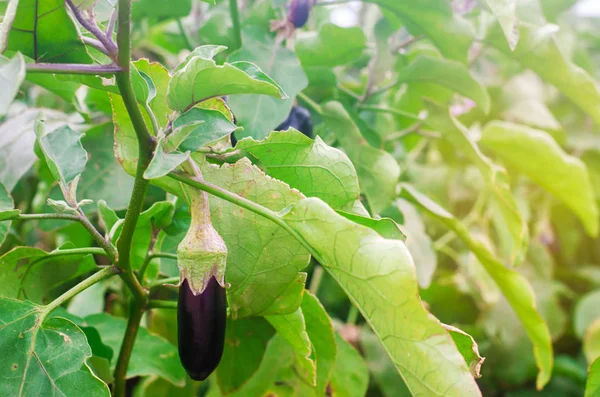 Récolte Aubergines Sur Terrain Légumes Frais Biologiques Agriculture Ferme Aliments — Photo