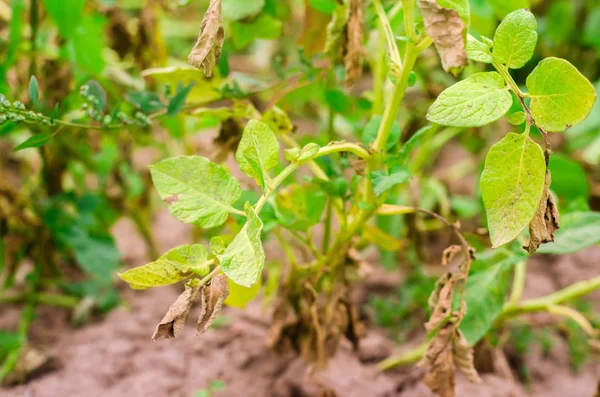 Leaves Of Potato With Diseases. Plant Of Potato Stricken Phytophthora (Phytophthora Infestans) In the field. Close Up. vegetables. farm agriculture. crop failure