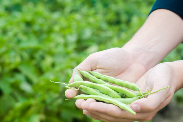 farmer holds fresh beans in hands. french beans. harvest on the field. farming. Agriculture food production.