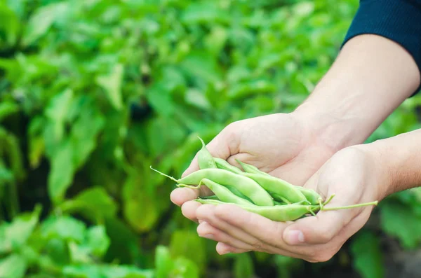 Rolnik Posiada Fasole Ręce Fasoli Francuskiej Żniwa Polu Rolnictwa Produkcji — Zdjęcie stockowe