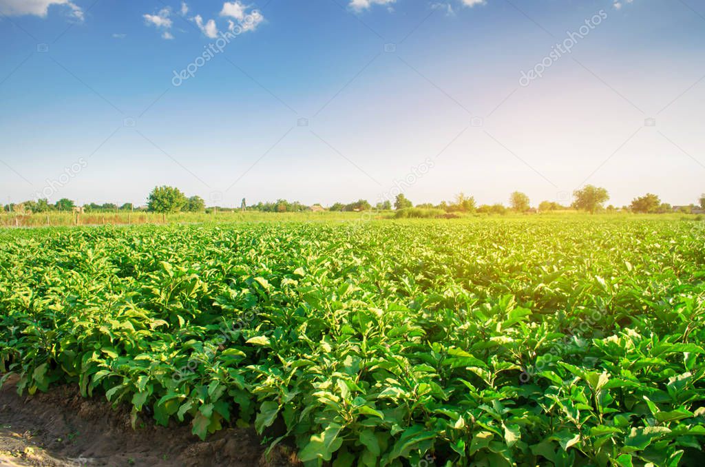 eggplants grow in the field. vegetable rows. Agriculture, vegetables, organic agricultural products, agro-industry. farmlands. aubergine farm