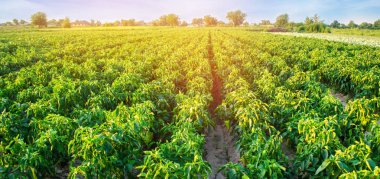 biber tarlaları alanında büyümek. sebze satırları. Tarım, tarım. Tarım arazisi ile manzara. bitkileri. seçici odak