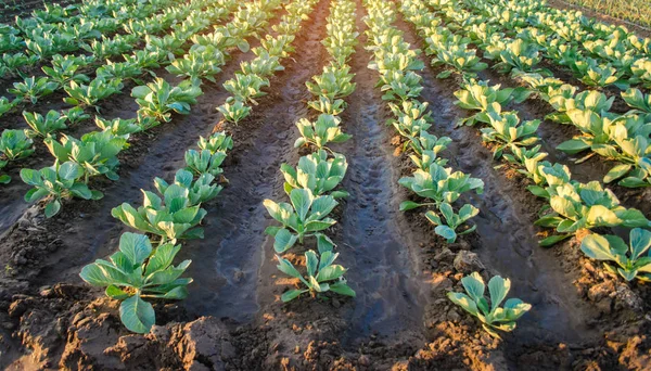 Auf Dem Feld Wachsen Kohlplantagen Gemüsereihen Landwirtschaft Landwirtschaft Landschaft Mit — Stockfoto