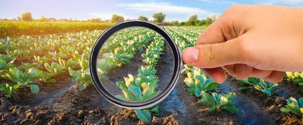 Food Scientist Checks Cabbage Chemicals Pesticides Healthy Vegetables Pomology Farming — Stock Photo, Image