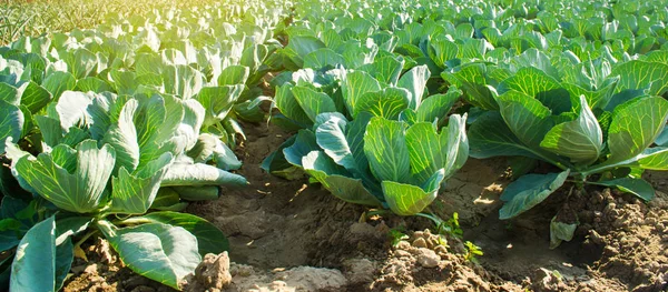 Plantações Repolho Crescem Campo Legumes Frescos Orgânicos Agricultura Paisagem Terras — Fotografia de Stock