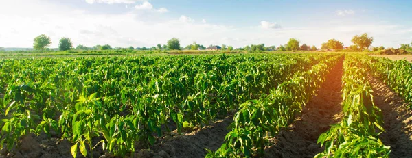 Plantaardige Rijen Van Peper Groeien Het Veld Landbouw Landbouw Landschap — Stockfoto