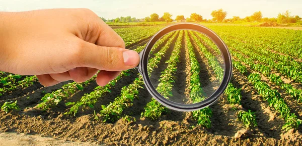 Científico Alimentos Revisa Pimiento Busca Químicos Pesticidas Verduras Saludables Pomología — Foto de Stock